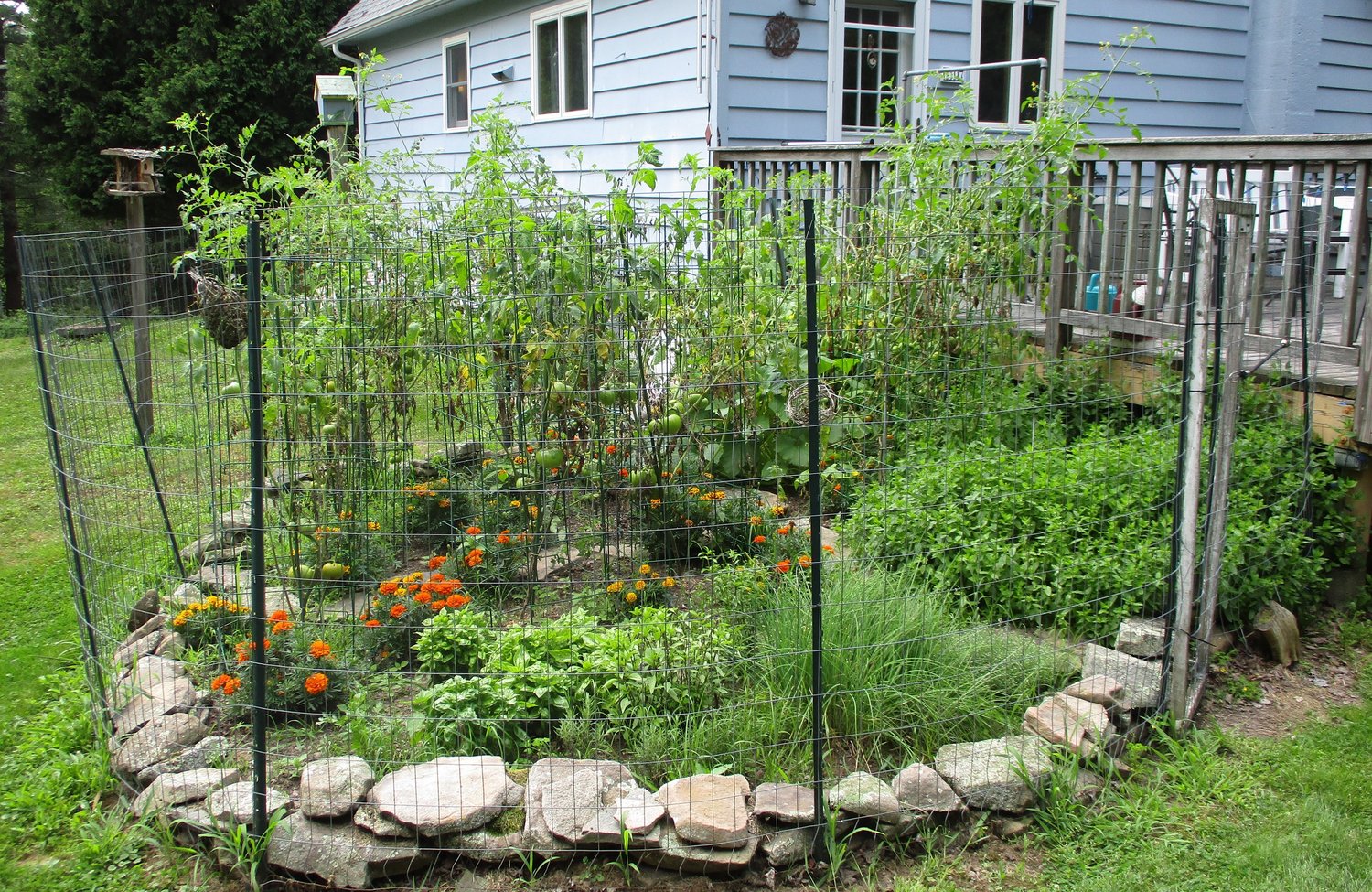 Jude's vegetable and herb garden, late July
